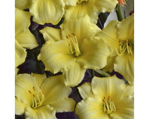 Photo Courtesy of Walter's Gardens, Inc.