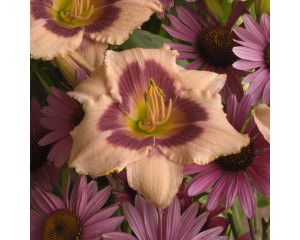 Photo Courtesy of Walter's Gardens, Inc.