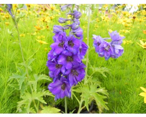Black Knight Delphinium© photo ArborTanics Inc