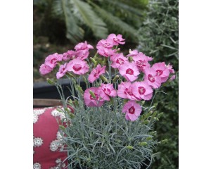 Photo Courtesy of ThinkPlants