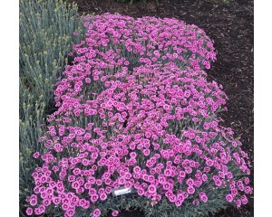Photo Courtesy of PlantHaven, Inc.