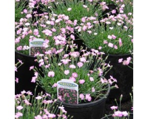 Dianthus, Tiny Rubies 