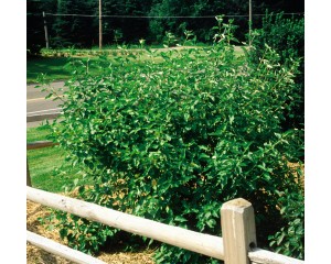 Photo Courtesy of Bailey Nurseries Inc.