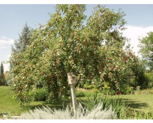 DOGO FRUITING CRABAPPLE ©photo ArborTanics Inc.