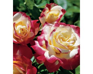 Rose, Double Delight™