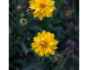 Coreopsis, Double the Sun (Tickseed)