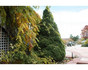 Dwarf Alberta Spruce...©photo ArborTanics Inc.