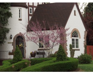 EASTERN REDBUD-Clump Form ©photo ArborTanics Inc.
