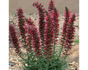 Photo Courtesy of Plant Select©