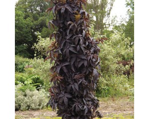 Photo Courtesy of Greenleaf Nursery Company