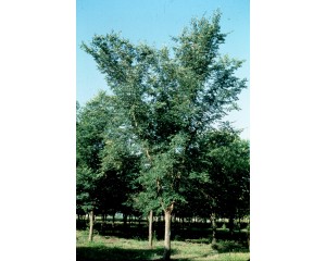Photo Courtesy of The USDA National Arboretum , Washington DC 