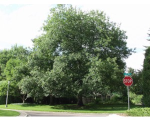 ENGLISH OAK-Denver, Colorado  ©photo Arbortanics Inc.