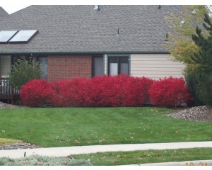 Compact Burning Bush ©photo David Spahn