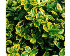Photo Courtesy of Bailey Nurseries Inc.