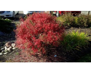 Photo Courtesy of Bron & Sons Nursery Co.