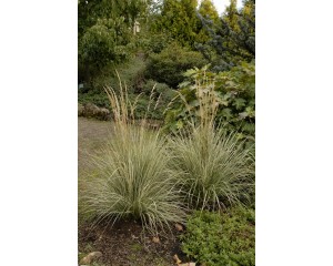 Photo Courtesy of Walter's Gardens, Inc.