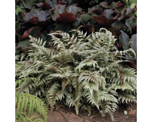 Photo Courtesy of Walter's Gardens, Inc.