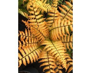 Photo Courtesy of Concept Plants