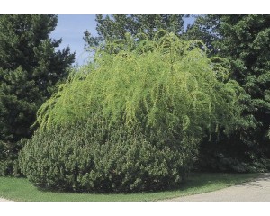 Fernleaf Pea Shrub