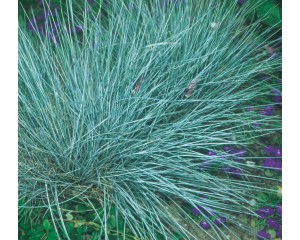Photo Courtesy of Syngenta Flowers