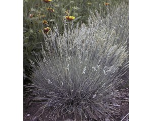 Photo Courtesy of Bailey Nurseries Inc.