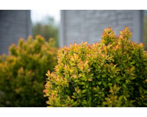 Photo Courtesy of Bailey Nurseries Inc.