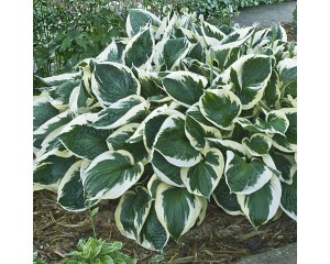 Photo Courtesy of Walter's Gardens, Inc.