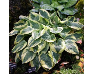 Photo Courtesy of Walter's Gardens, Inc.