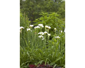 Photo Courtesy of Bailey Nurseries Inc.
