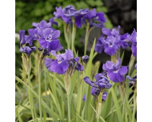 Photo Courtesy of Walter's Gardens, Inc.