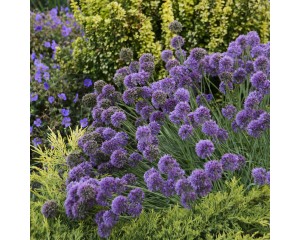 Photo Courtesy of Bailey Nurseries Inc.