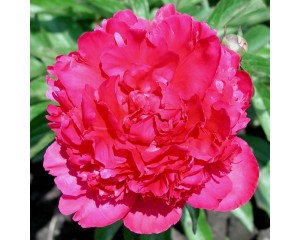Photo Courtesy of Walter's Gardens, Inc.