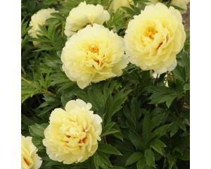 Photo Courtesy of Walter's Gardens, Inc.
