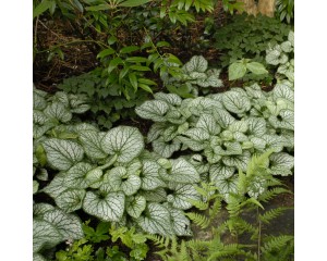 Photo Courtesy of Walter's Gardens, Inc.