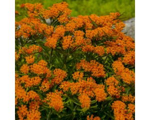 Photo Courtesy of Walter's Gardens, Inc.