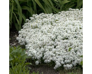 Photo Courtesy of Walter's Gardens