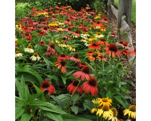 Photo Courtesy of Walter's Gardens, Inc.