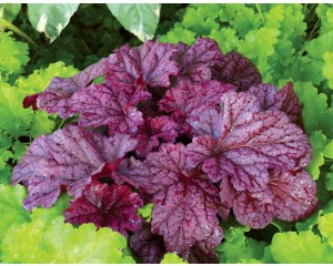 Photo Courtesy of TERRA NOVA® Nurseries, Inc.