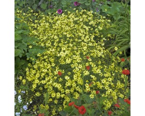 Photo Courtesy of Walter's Gardens, Inc.