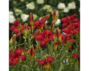 Photo Courtesy of Walter's Gardens, Inc.
