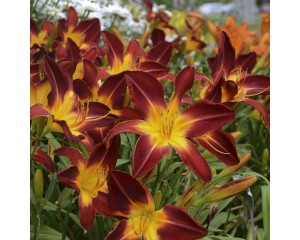 Photo Courtesy of Walter's Gardens, Inc.