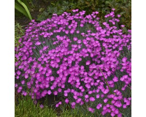Photo Courtesy of Walter's Gardens, Inc.