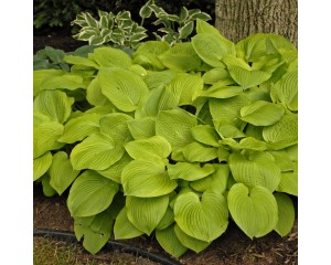 Photo Courtesy of Walter's Gardens, Inc.
