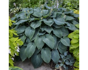 Photo Courtesy of Walter's Gardens, Inc.