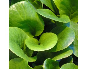 Photo Courtesy of Walter's Gardens, Inc.