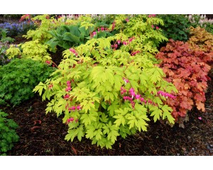 Photo Courtesy of TERRA NOVA® Nurseries, Inc.