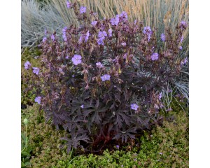 Photo Courtesy of Walter's Gardens, Inc.