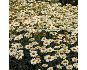 Photo Courtesy of Walter's Gardens, Inc.
