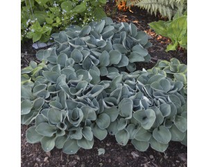Photo Courtesy of Walter's Gardens, Inc.