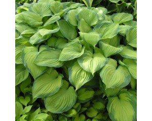 Photo Courtesy of Walter's Gardens, Inc.